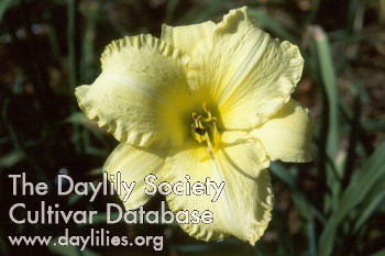 Daylily Olin Criswell